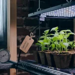 Lampe horticole LED avec spectre adapté pour culture indoor, moins de chaleur