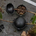 Boule de marcotage ouverte sur une branche, substrat humide et mousse