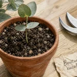 Bouture eucalyptus de 10–15 cm en pot