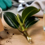 Bouture ficus elastica : tige entre eau et terreau