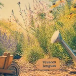 Fleur vivace longue floraison : gaura, rudbeckia et népéta en massif ensoleillé