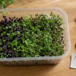 Photo micro pousse maison : jeunes plants verts et pourpres