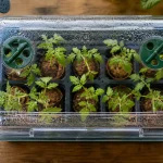 Mini serres de jardin : semis en mini serre polycarbonate, clapets d’aération ouverts