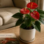 Anthurium rouge, plante d intérieur fleurs rouges