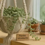 Plantes grasse retombantes en suspension macramé, tiges charnues