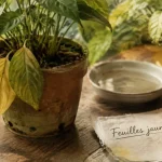 Carence jaunissement des feuilles plantes d intérieur : feuilles jaunes, terreau humide, manque de lumière