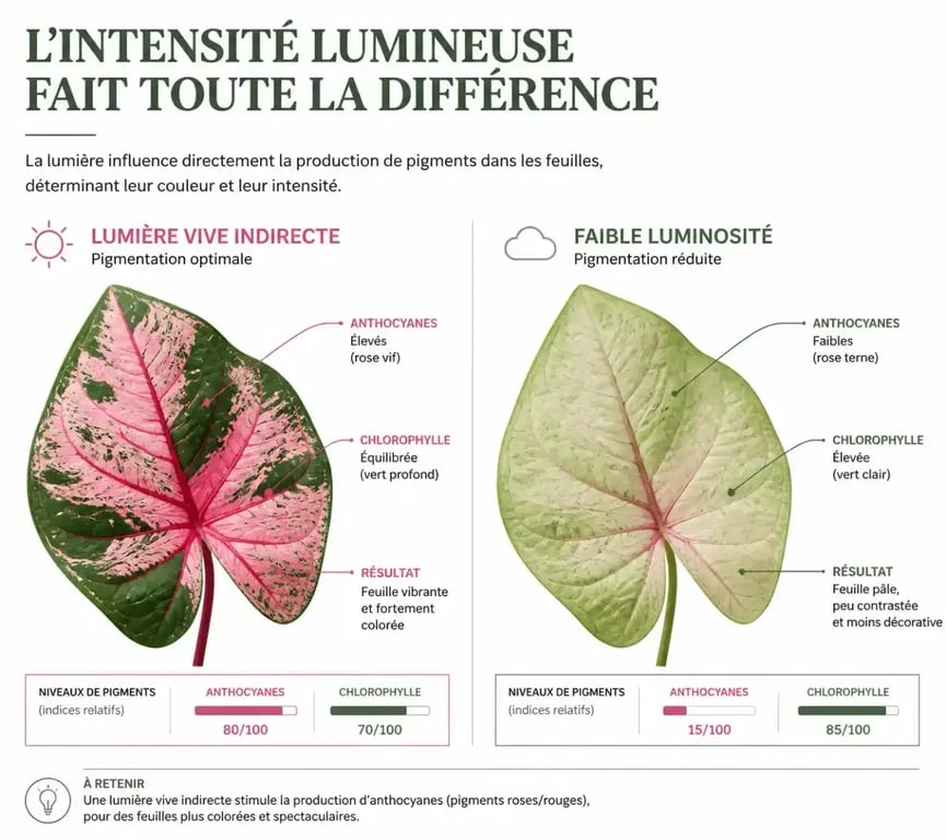 Infographie montrant l'impact de la luminosité sur la couleur rose des plantes d'intérieur.