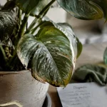Maladie des plantes vertes : feuilles jaunes, taches brunes et voile poudreux sur Monstera