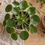 Pilea peperomioides, plantes vertes feuilles rondes, arrosage