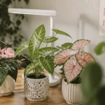 Plantes vertes et roses en pots : Philodendron rose, vert et caladium bicolor