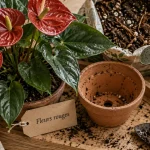Plantes vertes fleurs rouges : anthurium rouge en lumière diffuse