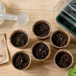 Semis courgette intérieur : godets et graines à 20-22 °C